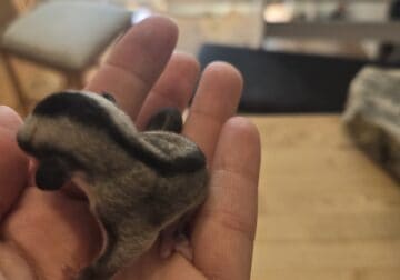 Colony of 4 sugar gliders