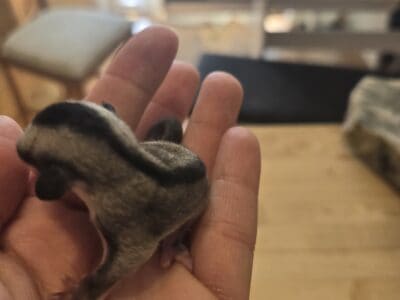 Colony of 4 sugar gliders