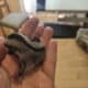 Colony of 4 sugar gliders