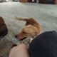 Free Golden Retriever Puppy