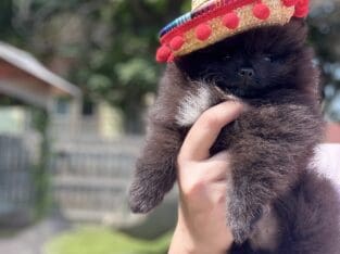 Akc Show Quality Boy Pomeranian