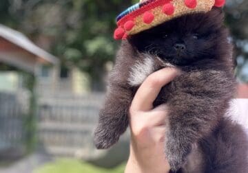 Akc Show Quality Boy Pomeranian