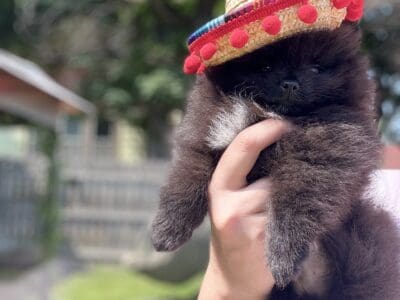 Akc Show Quality Boy Pomeranian
