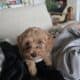 BANDIT F1B Toy Goldendoodle Male