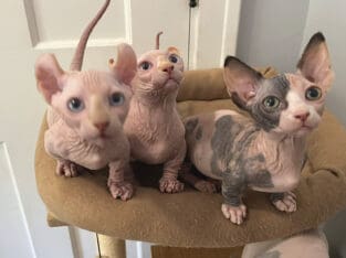 Lovable Sphynx Dwelf and Bambino Kittens