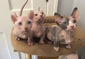 Lovable Sphynx Dwelf and Bambino Kittens