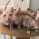 Lovable Sphynx Dwelf and Bambino Kittens