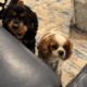 Cocker Spaniel Adult