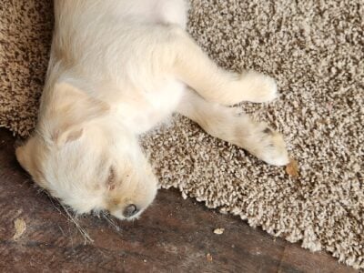 Puppies