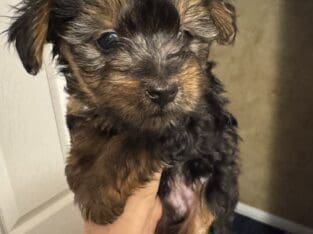 Male yorkie reduced
