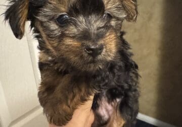 Male yorkie