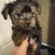 Male yorkie reduced