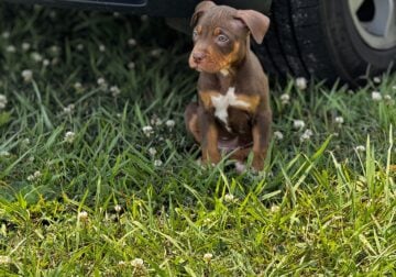 American bully pups