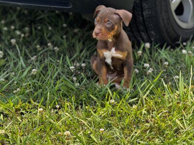 American bully pups