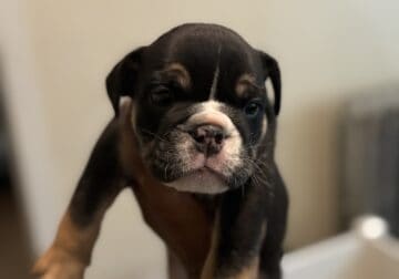 AKC English Bulldog Litter