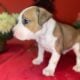 American Staffordshire Terrier Bully UKC/ABR