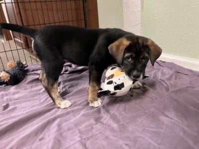 Large breed puppies