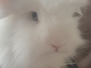Adorable Bunnies Looking for a Loving Home
