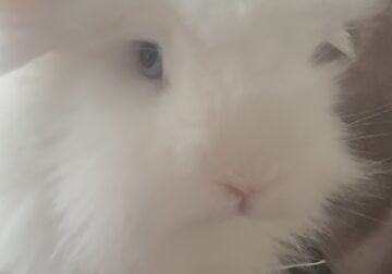 Adorable Bunnies Looking for a Loving Home