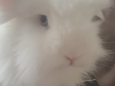 Adorable Bunnies Looking for a Loving Home
