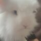 Adorable Bunnies Looking for a Loving Home
