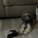 Male pup