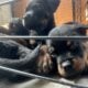 Rottweiler pups akc