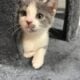 Free kittens to good home