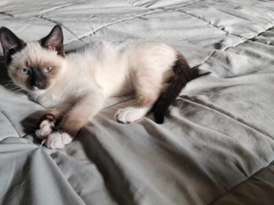 Siamese Applehead Snowshoe Seal Point