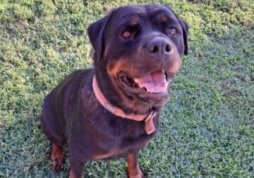 Akc female rottweiler