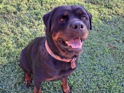 Akc female rottweiler