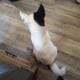 American Akita Girl Puppy – PHANTOM