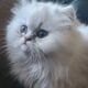 Beautiful Chinchilla Persian Kittens