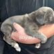Puppies