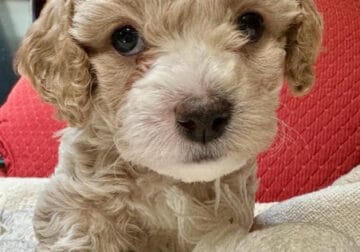 Toy Cockapoo Puppies