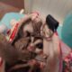 Colony of 4 sugar gliders