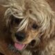 18 month old American Cocker Spaniel for sell