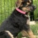 Hi I’m Nokie a 10.5 week Shepherd pup from Butler