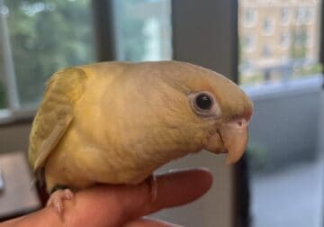 Mooncheek Greencheek Baby ,hand fed, includecages
