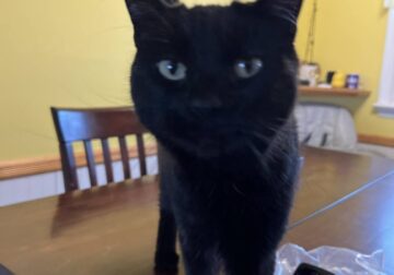 SABRINA ALL BLACK SHORT HAIRED CAT
