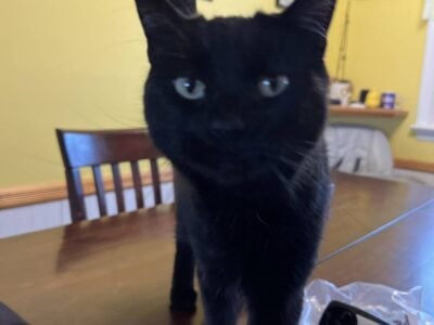 SABRINA ALL BLACK SHORT HAIRED CAT