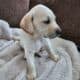 Purebred Female Lab puppy 8 Weeks