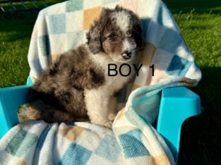 Mini Bernedoodles