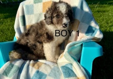 Mini Bernedoodles