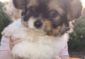 1/2 shih Tzu puppies