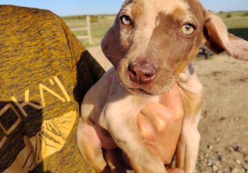 NALC leopard catahoula