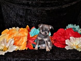 Urban – Sweet Little Blue and Tan Apple Head