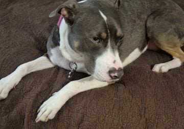 Family emergency and Saige needs a new home