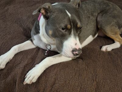Family emergency and Saige needs a new home