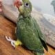Male Indian Ringneck